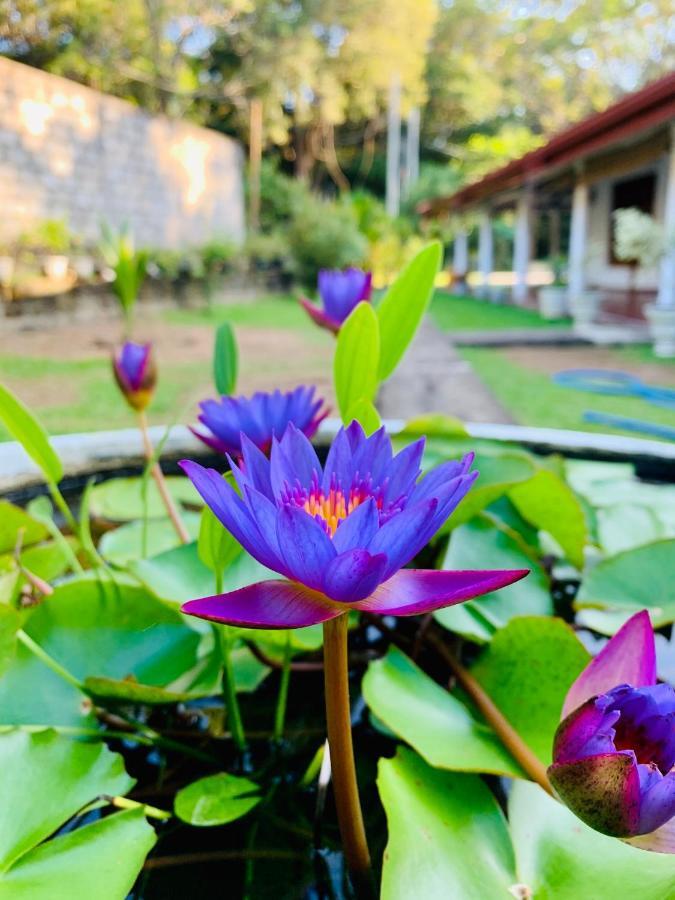 Lal Home Stay Sigiriya Exteriör bild